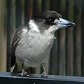 Greybutcherbird