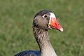 Greylag goose (anser anser)