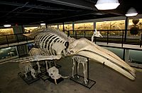 Humpback Whale Skeleton Museum of Osteology
