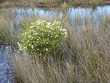 Melaleuca preissiana (habit)