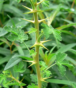 Ribes montigenum 2.jpg