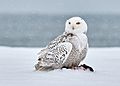 Snowy Owl (240866707)