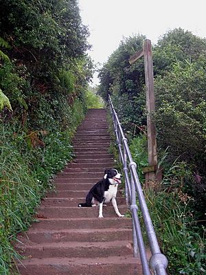 Steps on the Berwickshire Coastal Path, Coldingham Bay - geograph.org.uk - 928285