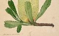 Banksia serrata -detail-