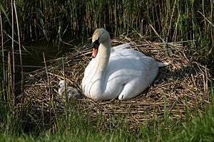 Nesting Swan and Cygnet - geograph.org.uk - 459239