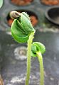 Okra seedling, hydroponic, 7days