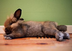 Pet rabbit at home