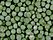 Pisum sativum green.jpg