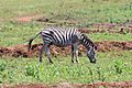 Plains zebra in Mlilwane Wildlife Sanctuary 02
