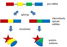 Splicing overview