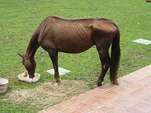 This Horse is in Terrible Shape