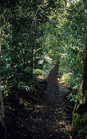 Trail in Akaka Falls State Park, Hawaii, 1959