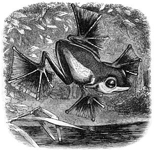 illustration of Wallace's flying frog