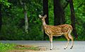 " Indian spotted deer "