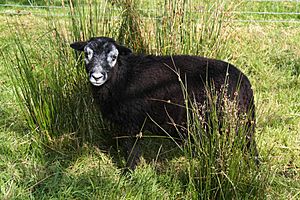 A Herdwick lamb