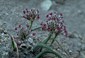 Allium monticola (San Bernardino Mountain onion) (5724597067).jpg