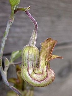 Aristolochia californica flower 2004-02-23