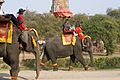Ayutthaya, Elephants, Thailand
