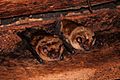 Big Brown Bats (Eptesicus fuscus)