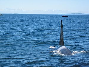 Bull Killer Whale near Victoria BC