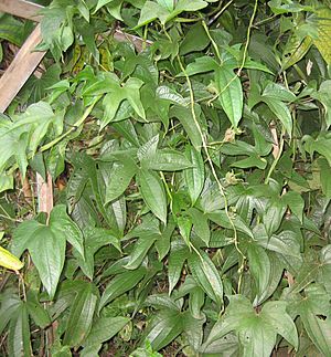 Dioscorea trifida crop.jpg