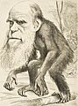 Editorial cartoon depicting Charles Darwin as an ape (1871)