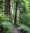 An unpaved path about 2 feet (0.6 meters) wide runs through a forest with a thick understory of ferns.