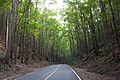 Forest road in Bohol 2, Philippines