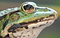 Groene kikker achter Bekaert-draad-detail oog