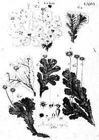 Historia muscorum plate 76 Lichen (liverworts)