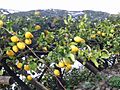 Lemon tree Italy