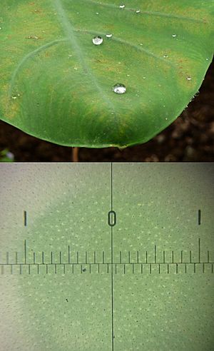 Lotus effect on leaf of taro and leaf magnify