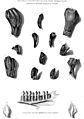 Mantell's Iguanodon teeth