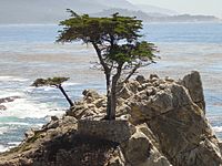 Pebble Beach tree