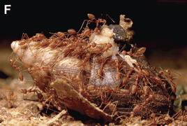 Red weaver ants (Oecophylla smaragdina) feeding on a dead African giant snail (Achatina fulica) - journal.pone.0060797.g001-F