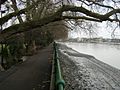 River Thames by Bishop's Park - geograph.org.uk - 1088471