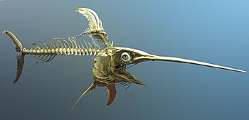 Swordfish skeleton