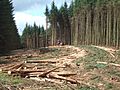 Timber harvesting in Kielder Forest