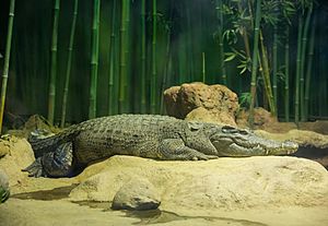 Crocodylus siamensis in moscow zoo 01.jpg
