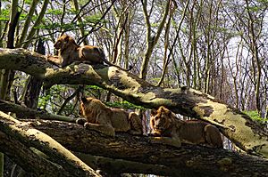 Lake-Nakuru-Lions-in-Tree