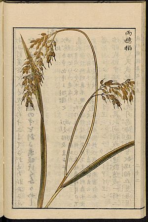 Leiden University Library - Seikei Zusetsu vol. 15, page 022 - 両穂稲 - Oryza sativa L., 1804