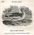 The Tame Goose Thomas Bewick