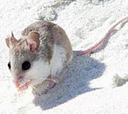 Alabama Beach Mouse.jpg