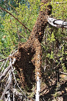 Bee swarm on fallen tree03