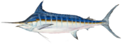 Blue marlin (Duane Raver).png