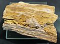 Carnotit auf fossilisiertem Holz - St-George, Utah