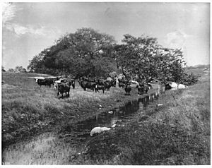 Cattle grazing in the open near a small stream on the Santa Margarita cattle ranch in San Diego County, 1900 (CHS-2358).jpg
