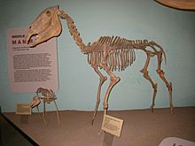 Equus simplicidens UMNH
