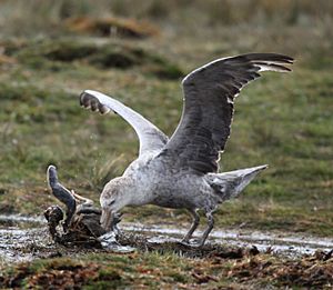 Northern Giant Petrel picking at a penguin carcass (5751643234)