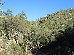 Pine Forest Santa Catalina Mountains Arizona 2014